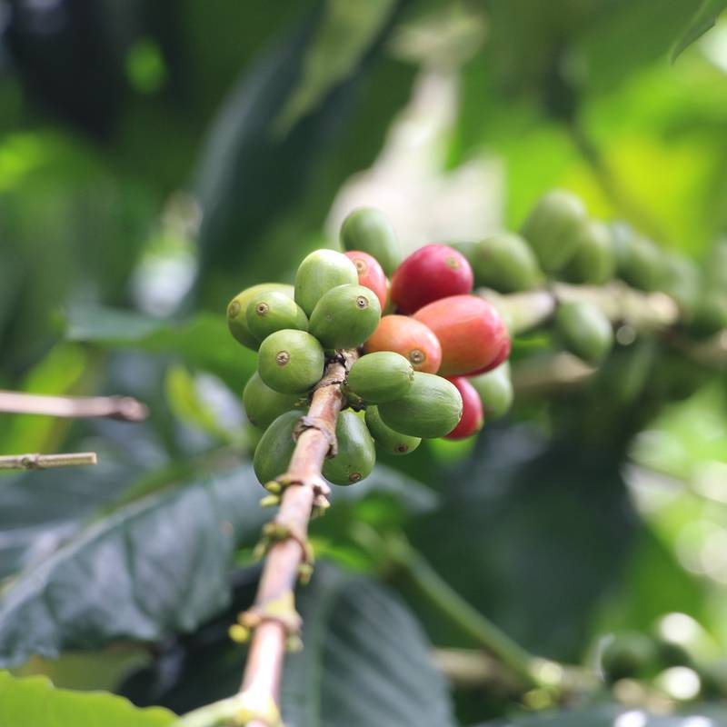 Colombia – El Placer – Natibel Realpe Ortega – Microlot Coffee Direct Trade Espresso Fair2Farmer Filter Fully Washed Washed 
