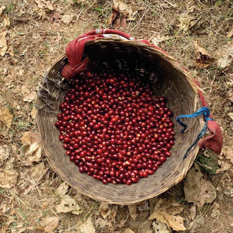 El Salvador – Divisadero – Anaerobic Fermentation Coffee Espresso Filter 