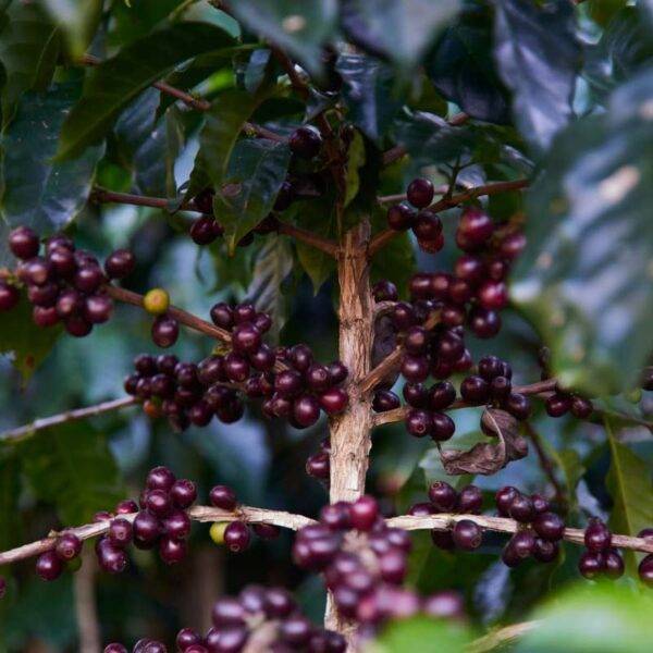 Guatemala – El Boqueron – Santa Rosa – Natural Coffee Espresso Filter Natural