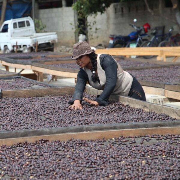 Nicaragua – Nuevo Segovia – Diplito – El Toston – Natural Coffee Espresso Filter Natural