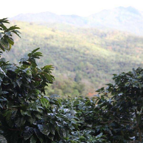 Nicaragua – Nuevo Segovia – Diplito – El Toston – Natural Coffee Espresso Filter Natural